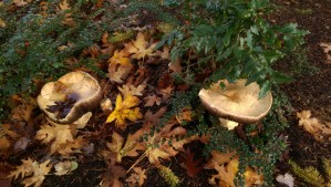 When conditions are right, growth happens; it may be necessary to make a point of noticing it.