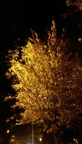 Autumn from another perspective; a change of perspective has a lot of value.