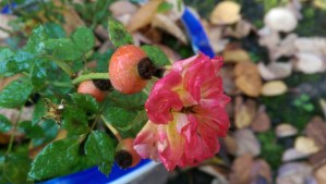 An autumn rose, after the first freeze.