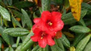 Lovely blossoms, just less frequent than spring.