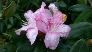 Rain-drenched autumn flowers...no substitute for sleep.