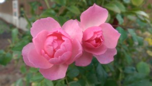 Lovely autumn roses; more beautiful because they are unexpected.