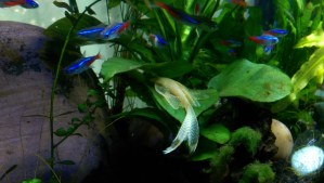 Taking a moment to watch fish swim.