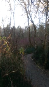 Walking a winter path.