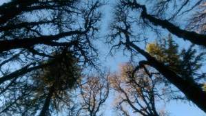 Looking up; a common practice I use to shift perspective, and a lovely metaphor.