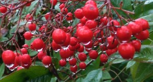 ...walking urban trails, enjoying a great coffee, getting a massage, lingering in a hot Epsom salt bath, and sharing a favorite show in the evening...