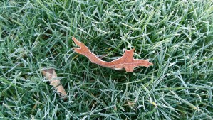 One winter moment, still,  and calm. If I could just get the hang of this one - 'each time for the first time, each moment the only moment'. 