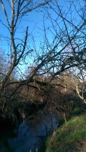 Winter walks have a different sort of beauty.