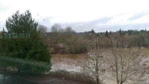 Oregon winter, stormy, and mild.