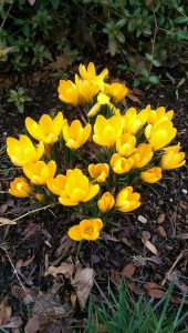 There's something about garden flowers that feels like home.