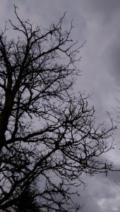 Like a tree silhouetted against the sky, I see that I am no longer who I once was.