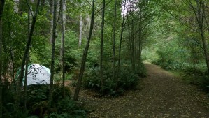 Not quite wilderness close to home.