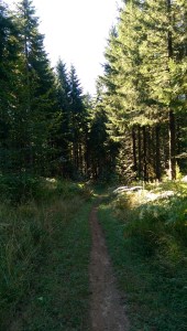 I am walking my own path; sometimes  it seems clear, sometimes less so.