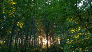 Is enlightenment found in embracing contentment in this precious moment?