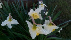 Spring flowers and ice.