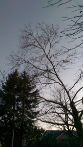 It's hard to photograph birdsong...