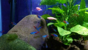 I often wonder at the content of their consciousness; they are aware of me.