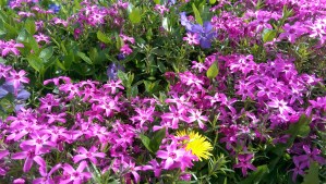 The humble dandelion stands out in a crowd; her strength unmistakable, her beauty her own.