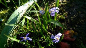 ...And a wee garden would be lovely, too.