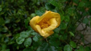 Like awaiting the inevitable first rose of spring, it is important to trust the process, and know that mindful living, good self-care, and putting my oxygen mask on first will take the journey in a positive direction.  "Baby Love" in the garden, the most loved rose in my garden opens first this year.