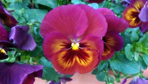 One beautiful moment, so many ways to enjoy it.