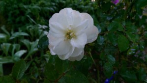 Growth can't be forced; I unfold like a flower, opening my heart on my own timeline.