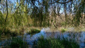 I took a path that was new to me, and found myself in a lovely place.