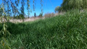 The sensation of remoteness and of stillness must have come along with me; this is no wilderness.