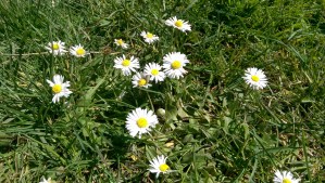 Beauty doesn't have to be fancy, or rare, and doesn't require much in the way of 'work'; like change, beauty is.