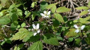 Each flower opens in its own season.