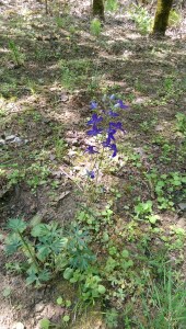 I am the hiker. I am the flower along the trail. 