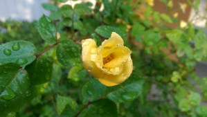 "Baby Love" Scrivener 1992