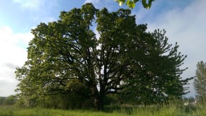 Tree of Knowledge, Tree of Life, and a living metaphor for inspiration.
