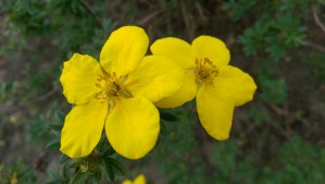 Flowers exist in many forms, and colors, with a variety of scents, thriving in many different environments; there's a metaphor there.