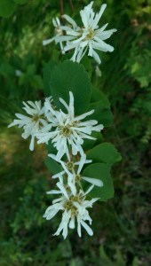 Wind-tossed flowers  are no less lovely because they are difficult to photograph.