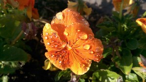 One moment, one flower - we each blossom in our own time.