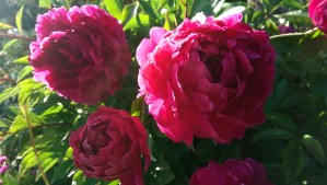 Flowers. Sunshine. Light.