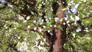 The flowers may be lovely, but life's needs must be met before they blossom.