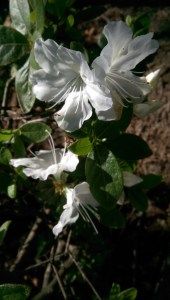 What do I need to thrive? 