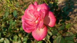 "Circus Clown" ... ...A picture of a rose won't set off my Mother's allergies. :-)