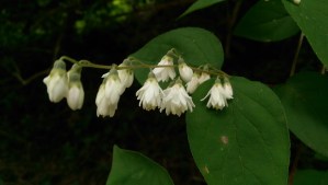 Flowers are a lovely metaphor for growth over time.