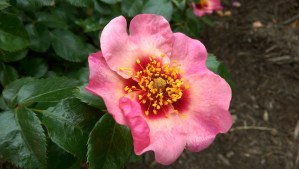 This is a flower - and a pause.