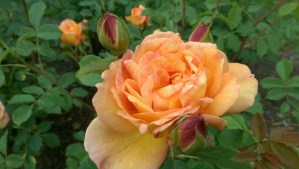 I share what works for me because it was so hard for me to find, in the first place.