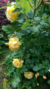 Do roses wait to bloom?