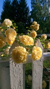 Life is full of lovely moments, and beauty - I have to choose to see it.