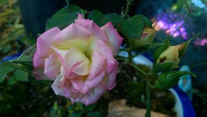 Sometimes taking care of me is as simple as enjoying a flower in my garden.