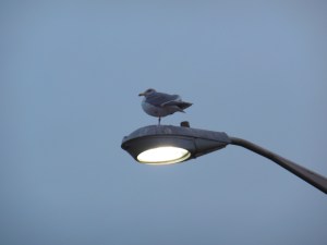 A picture that isn't coffee, selected in error - and a great metaphor for gnosis; we are often right on top of the illumination we seek, unaware we have all we need to be enlightened.