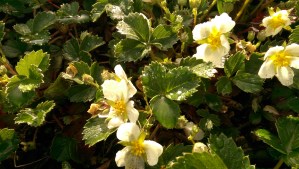 ...I still try to get pictures of bees...