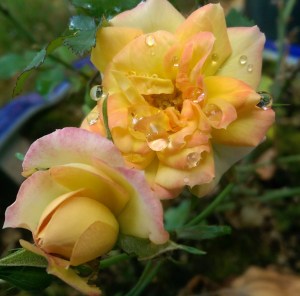 A few tears do nothing to damage this beautiful life.