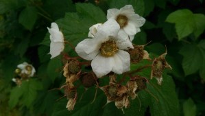 ...Maybe a picture of some flowers will help?